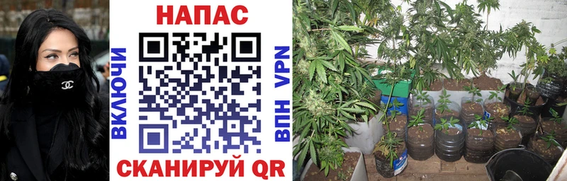 как найти наркотики  Краснознаменск  Канабис LSD WEED 